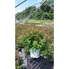 Proven Winners - Spiraea jap. Double Play Doozie (Spirea) Shrub,