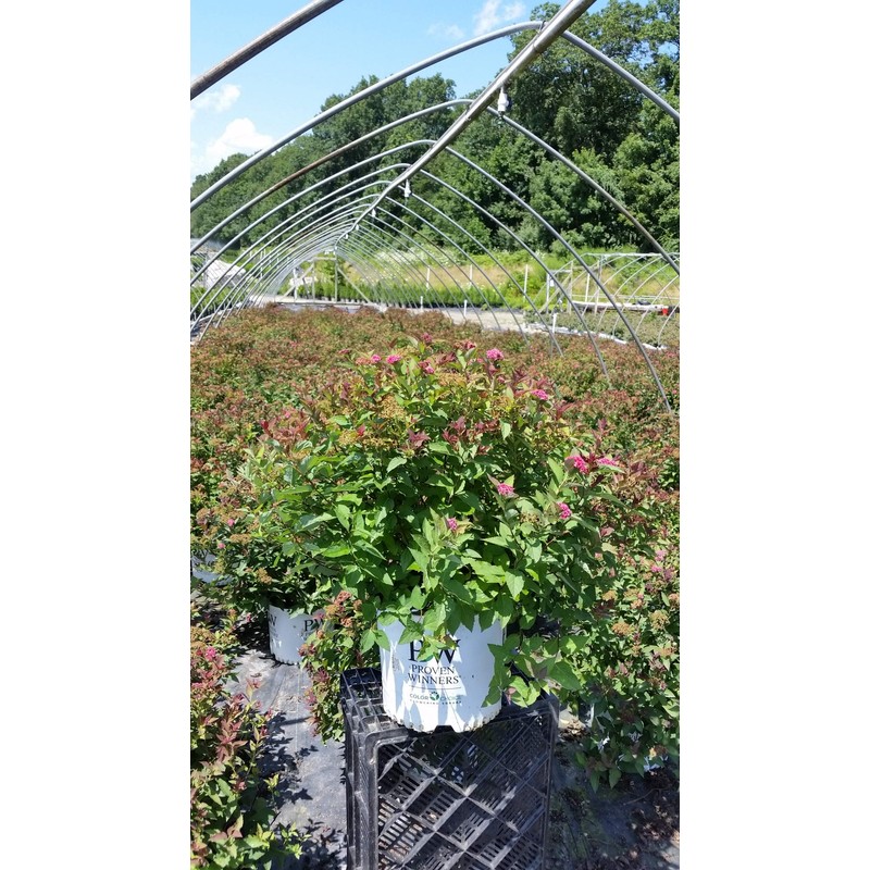 Proven Winners - Spiraea jap. Double Play Doozie (Spirea) Shrub,