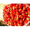 Strawberry 20 Seeds for Growing Non-GMO