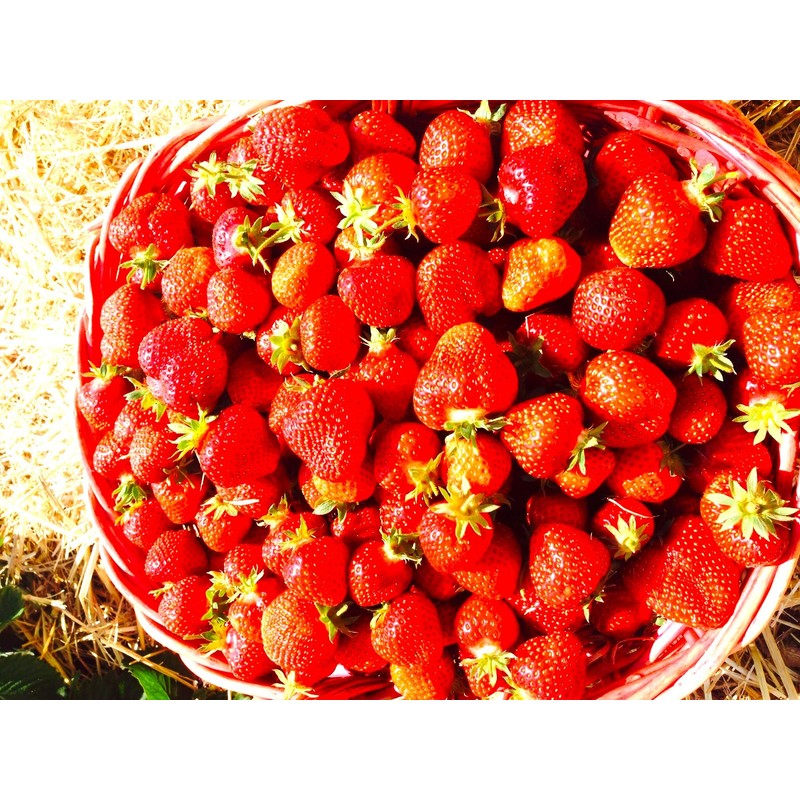 Strawberry 20 Seeds for Growing Non-GMO