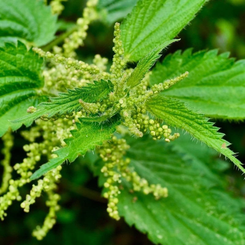 Alpi Nature Nettle Seeds Organic 100 g, Nettle Seeds Dried