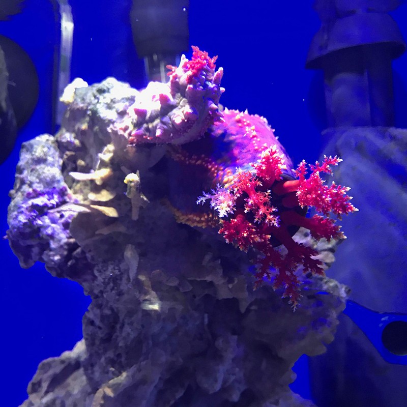 Seachem Seachem Prime Fresh and Saltwater Conditioner - Chemical Remover