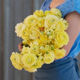 Eden Brothers Ranunculus Bulbs - Cream
