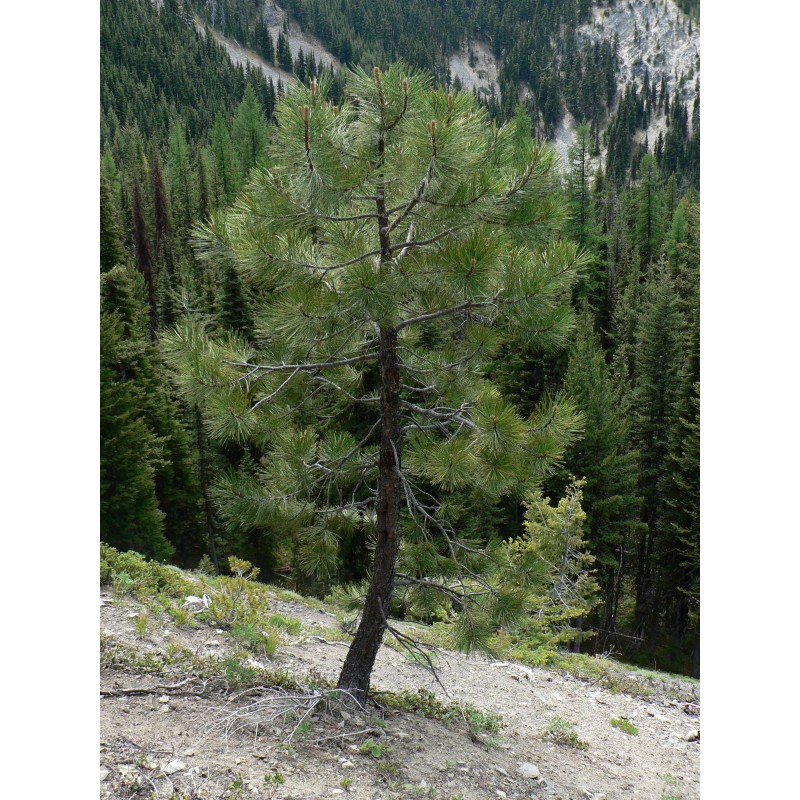 The Jonsteen Company Ponderosa Pine | Tree Seed Grow Kit