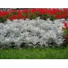 Seeds4planting - Seeds Dusty Miller Silver Groundsel Silver Dust Cineraria