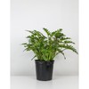 Philodendron Xanadu Winterbourn - Size: 6in Pot, 17-20in
