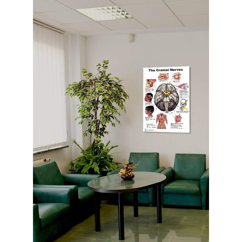 The Brain Poster 24x36inch, Waterproof, Cranial Nerves