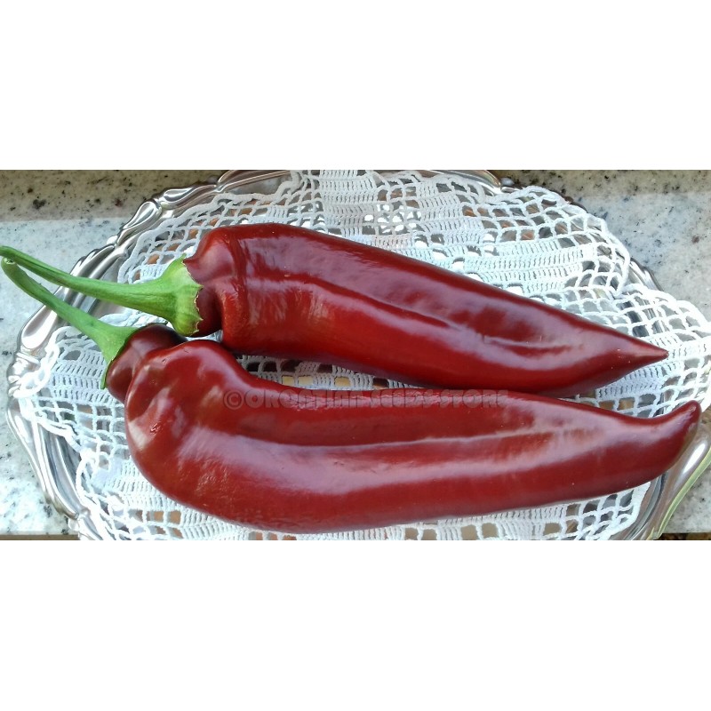 Southeast Seeds Joe E. Parker Chili Pepper Seeds, NON-GMO, NUMEX,