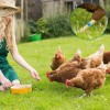 300 Bandas Identificación De Pollo Ajustables Con Numerados
