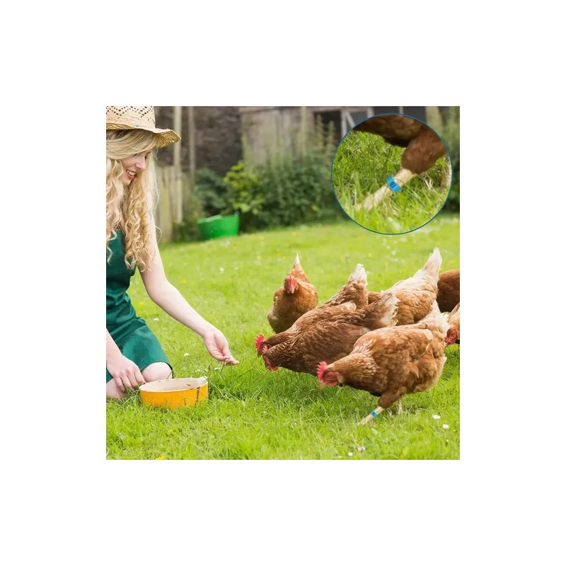 300 Bandas Identificación De Pollo Ajustables Con Numerados