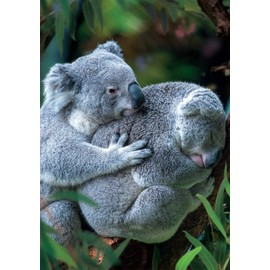 Buffalo Games - Earthpix - Bear Hug - 500 Piece Jigsaw Puzzle for Adults -Challenging Puzzle Perfect for Game Nights - Finished Size is 21.25 x 15.00