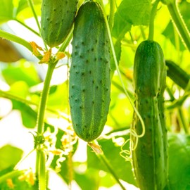 Salad Bush Hybrid Cucumber Garden Seeds - 10 Seeds - Non-GMO, AAS Award Winner - Vegetable Gardening Seeds