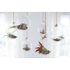 Premium Florida-Grown Collection of Tillandsia Air Plants - Wholesale and