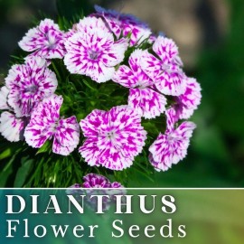 Fresh 500+ Regal Orchid Dianthus Seeds US SELLER Annual Flowers Seed Carnation Bulk - 500 Seeds