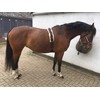 Cwell Equine Synthetic Fleece PAD LUNGE BREAKING TRAINING ROLLER +