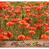 Papaver rhoeas (Corn Poppy, Red) Flower Seeds, Eye-Catching Appearance, Highly