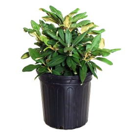 Rhododendron yak. 'Prince' (Rhododendron) Evergreen, pink flowers with dark pink edge, #2 - Size Container
