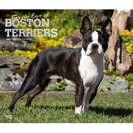 For the Love of Boston Terriers | 2024 14 x 24 Inch Monthly Deluxe Wall Calendar | Foil Stamped Cover | BrownTrout | Animal Dog Breeds