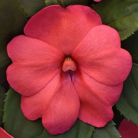 Park Seed Solarscape XL Salmon Glow Interspecific Impatiens Seeds, Pack of 15 Seeds
