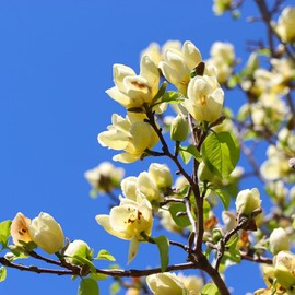 CHUXAY GARDEN Yellow Magnolia 'Butterflies' 5 Seeds Magnolia Liliiflora,Mulan Magnolia,Purple Magnolia,Lily Magnolia,Tulip Magnolia,Woody-Orchid Small Tree Ornamental Hybrid Deciduous Shrub