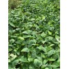 Yard Yummies 25 Mavuno Cowpea SEEDS Sprawling Cow pea Seeds