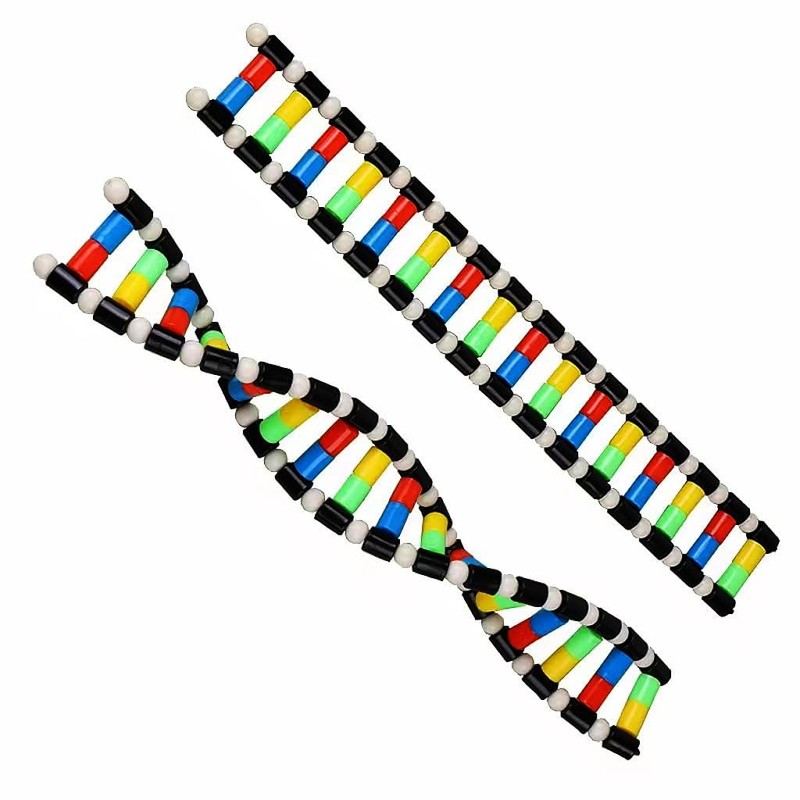 heyous Plastic DNA Double Helix Model Learning Tool Laboratory Instruments