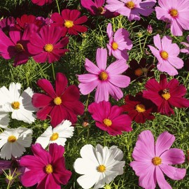 Everwilde Farms - 1 Oz Dwarf Mixed Cosmos Wildflower Seeds - Gold Vault