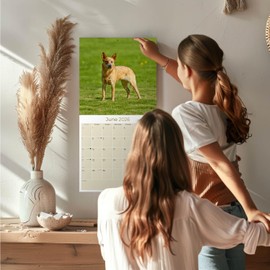2025 2026 Blue Heeler Dog Calendar - Dog Breed Monthly Wall Calendar - 12" x 24" Open - Thick No-Bleed Paper - Giftable - Academic Teacher's Planner Calendar Organizing & Planning - Made in USA