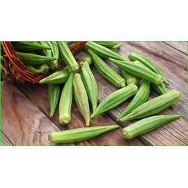 NIKA SEEDS - Seeds Vegetable Okra Louisiana (Ladies Fingers, Ochro) Green - 20 Seeds