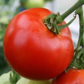Southeast Seeds Abe Lincoln Tomato Seeds, Large Round Tomato, Heirloom, NON-GMO, FREE SHIPPING - 125 Seeds