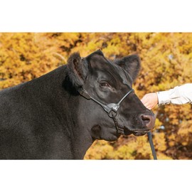 Weaver Livestock Leather Magic Show Cattle Halter, Adjustable, Modern Style Cow Calf Halter, Livestock Handling Equipment for Showing, Black