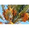 California MEDJOOL DATES Fresh Harvest Recloslable Bags Naturally Grown in