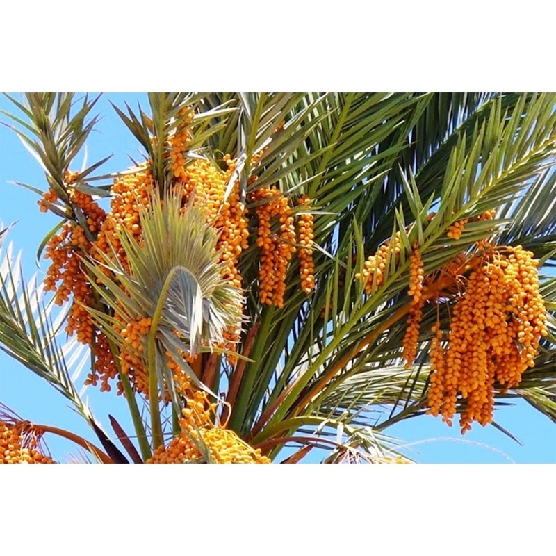 California MEDJOOL DATES Fresh Harvest Recloslable Bags Naturally Grown in