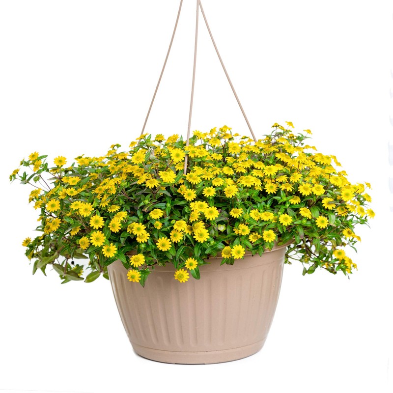 Outsidepride Creeping Zinnia - 2000 Seeds