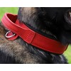 DINGO GEAR Drago Leather Dog Collar, Amortized with Strong Wide