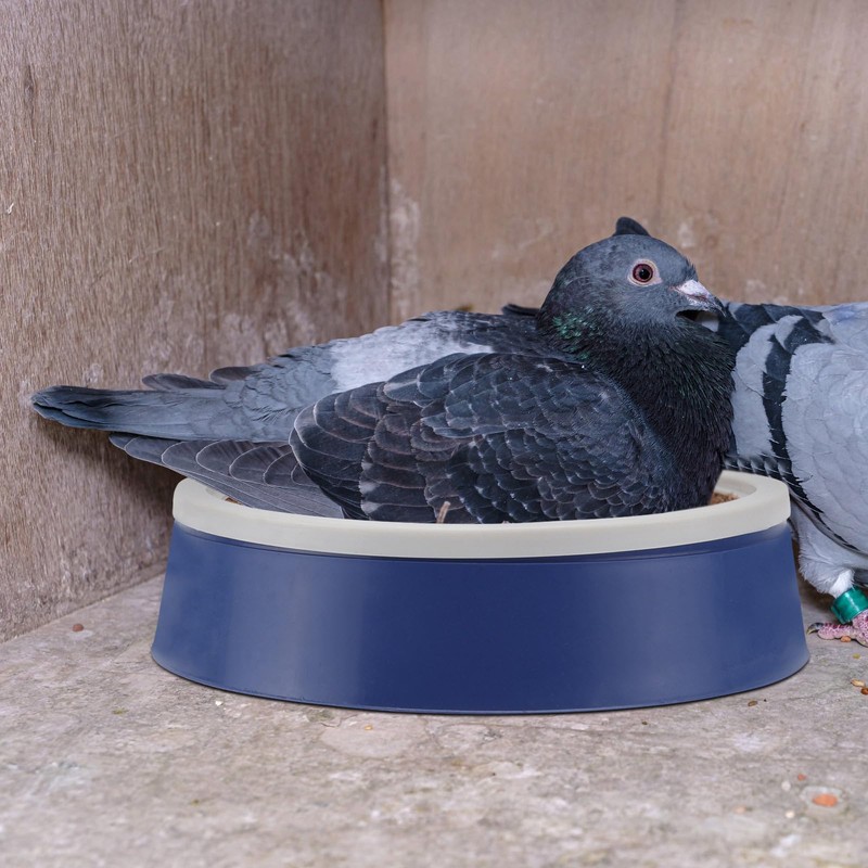 DOITOOL 2 Set Pigeon Egg Nest Pigeon Bird Egg Coconut