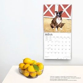 American Pit Bull Terriers | 2023 12 x 24 Inch Monthly Square Wall Calendar | Foil Stamped Cover | BrownTrout | Animals Dog Breeds DogDays