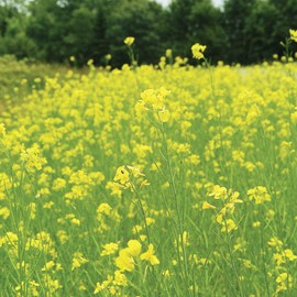 Pacific Gold Mustard Seeds by Mighty Mustard - 1 Lb - Non-GMO, Open Pollinated Farm & Garden Cover Crop Seeds