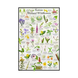 Kansas Wetland Wildflower Identification Poster | Educational Flower Science Chart (16" x 24")