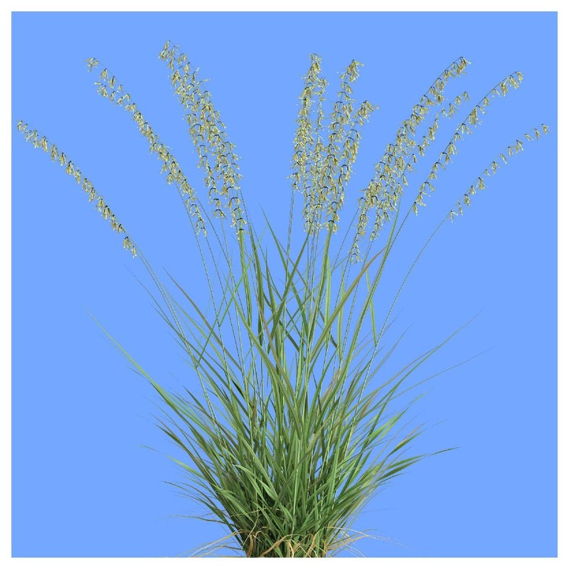 Everwilde Farms - 1 Lb Side-Oats Grama Native Grass Seeds