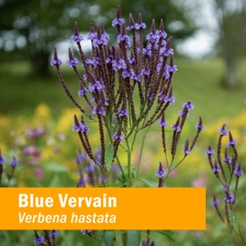 Herb Pharm Certified Organic Vervain Liquid Extract, Blue, 1 Fl Oz