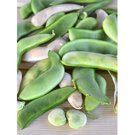 Henderson Bush, Lima Bean Seeds