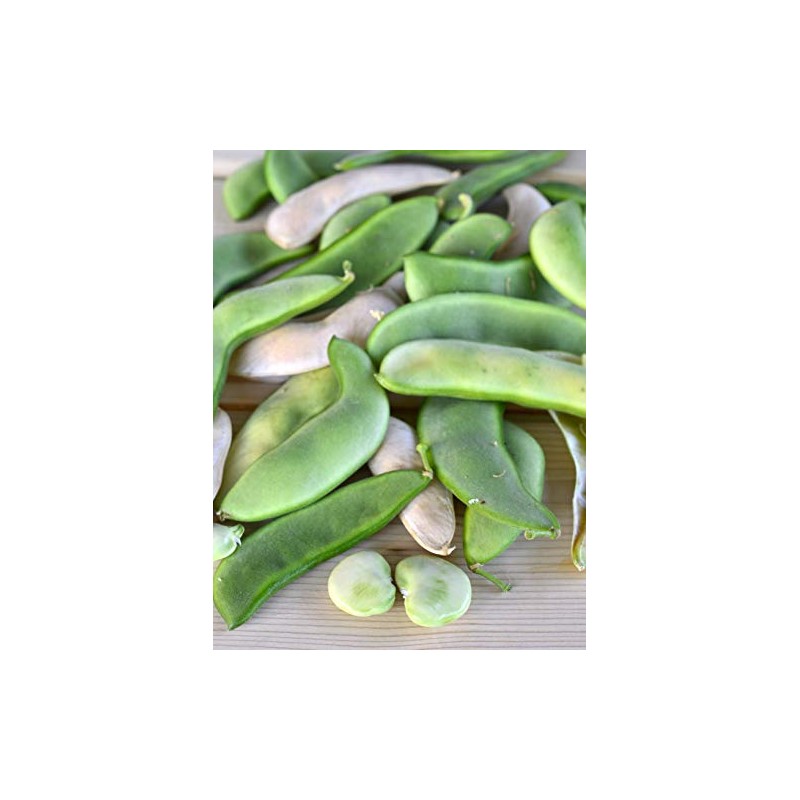 Henderson Bush, Lima Bean Seeds