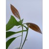 Tree Large California Avocado Live Organic Fruit Rooted Evergreen Tree