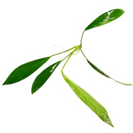 Anubias Lanceolata Rooted Rhizome Long Leaves Live Aquarium Plants Decorations by Mainam