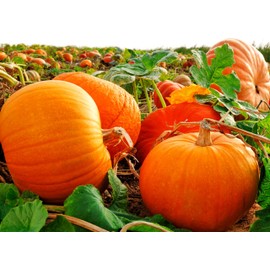 Pumpkin Seeds for Planting (Big Max) Heirloom, Non-GMO Vegetable Variety- 20 Seeds Great for Summer Pumpkin Gardens