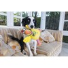 FAT CAT Dog Toys - Barnyard Bullies Plush Dog Toy
