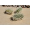 Teddy Bear Cholla pups cuttings Cylindropuntia bigelovii