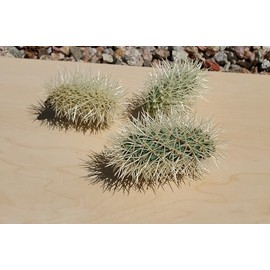 Teddy Bear Cholla pups cuttings Cylindropuntia bigelovii