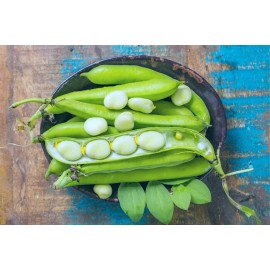 CZ Grain 50 Lima Bean Seeds for Planting - Easy to Grow - Fordhook 242 Lima Bean, Award W
